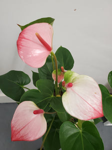 Anthurium - Hot Lips, 17cm Pot