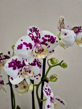 Load image into Gallery viewer, Phalaenopsis - Marrakesh, 12cm Pot
