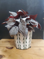 Begonia Rex Silver - limbo, 8.5cm pot