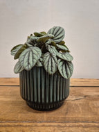 Peperomia albovittata - Mistique -  12cm Pot