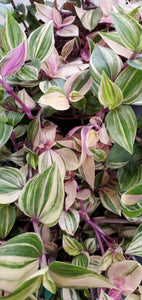 Tradescantia fluminensis - quadricolor, 20cm Hanging Pot