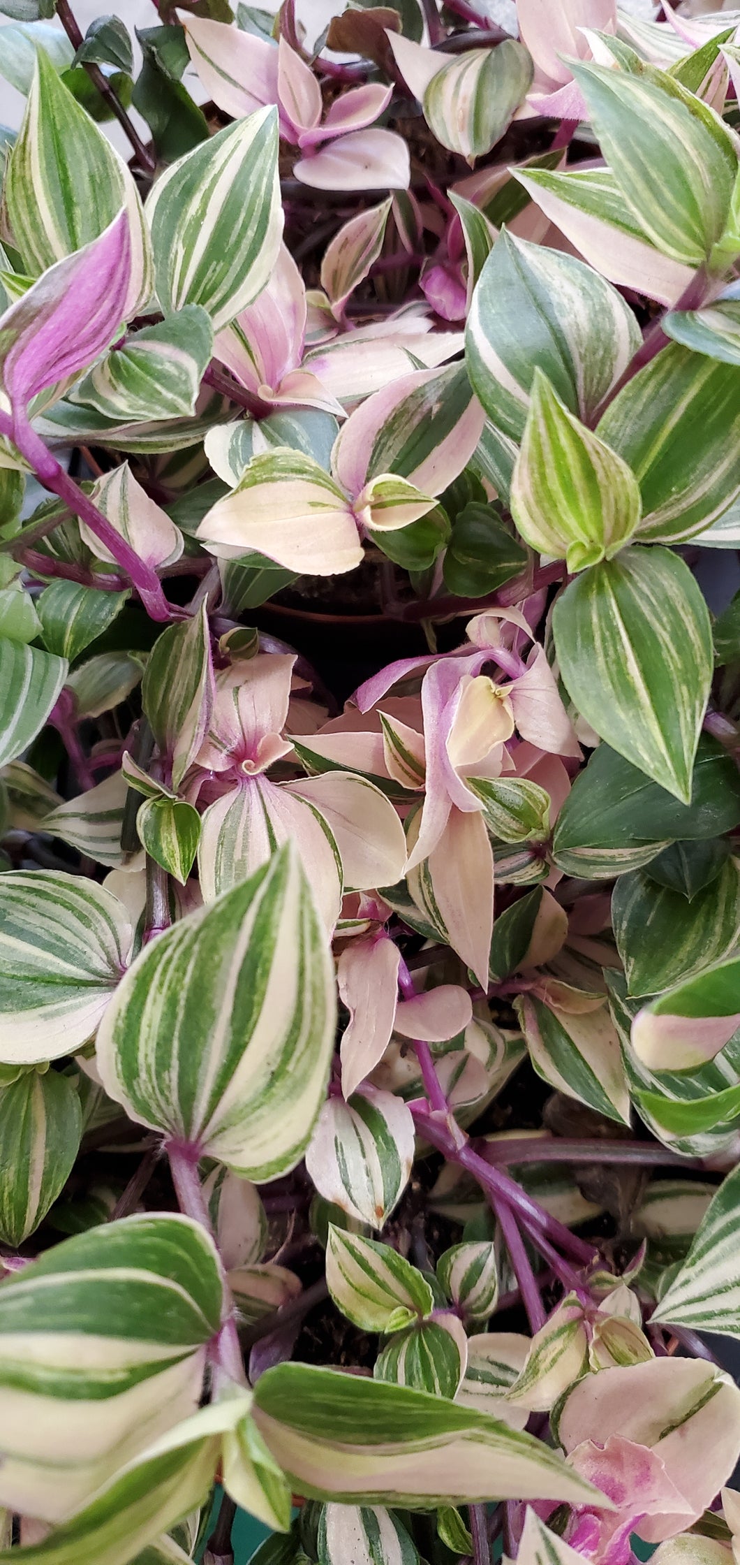 Tradescantia fluminensis - quadricolor, 20cm Hanging Pot