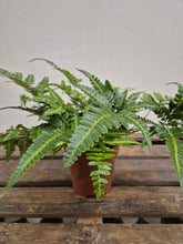 Load image into Gallery viewer, Arachniodes aristata - Variegata, 12cm Pot
