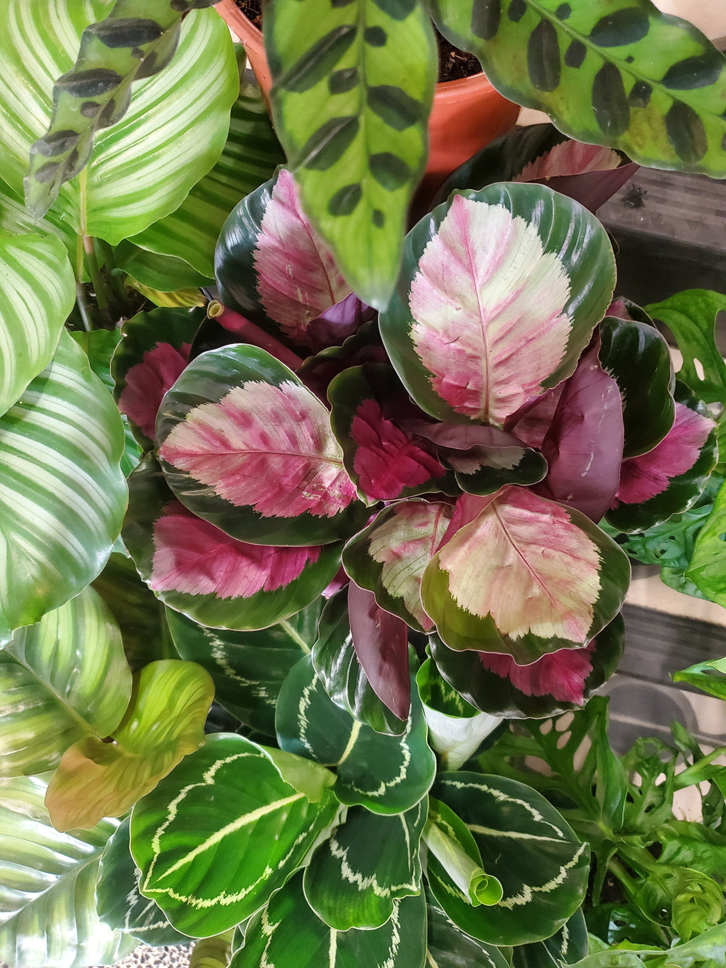 Calathea mix, 14cm pot.