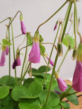 Load image into Gallery viewer, Oxalis bowiei - Amarantha, 13cm Pot
