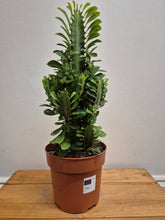 Load image into Gallery viewer, Euphorbia Trigona, 17cm Pot
