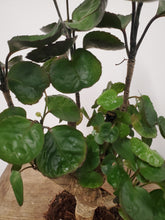 Load image into Gallery viewer, Polycias Fabian, 12cm pot
