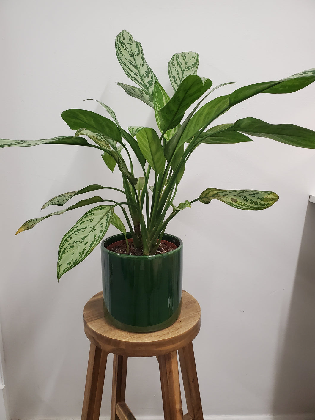 Aglaonema Silver Queen - Chinese Evergreen, 17cm Pot