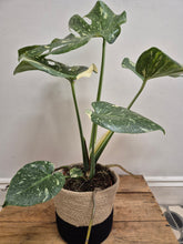 Load image into Gallery viewer, Monstera - Thai Constellation, 15cm Pot
