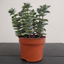 Load image into Gallery viewer, Crassula Perforata - String of Buttons, Giant form 10.5cm Pot
