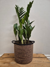 Load image into Gallery viewer, Zamioculcas zamiifolia - ZZ Plant, 17cm Pot
