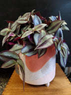Tradescantia Zebrina ‘Purpusii’, 15cm Pot