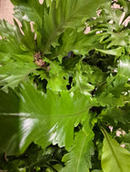 Asplenium mix - Bird's Nest Fern, 12cm Pot