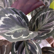 Calathea mix, 19cm pot.