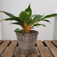 Chlorophytum orchidastrum - Green Orange, 12cm Pot