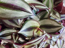 Load image into Gallery viewer, Tradescantia Zebrina ‘Purpusii’, 15cm Pot
