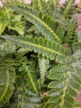 Load image into Gallery viewer, Arachniodes aristata - Variegata, 12cm Pot
