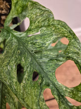 Load image into Gallery viewer, Monstera Adansonii - Mint, 12cm Pot
