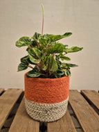 Peperomia Caperata - Buenos Aires, 12cm Pot