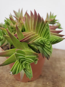 Crassula capitella - Red Pagoda, 13cm pot