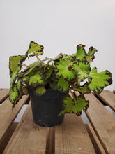 Load image into Gallery viewer, Begonia Rex - Jive, 12cm Pot
