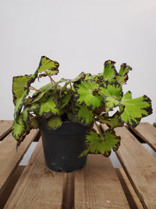 Begonia Rex - Jive, 12cm Pot