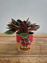 Load image into Gallery viewer, Peperomia Caperata - Rosso -  5.5cm Pot

