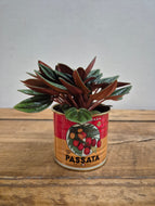 Peperomia Caperata - Rosso -  5.5cm Pot