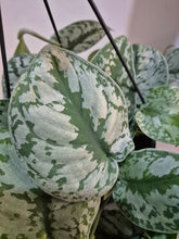 Load image into Gallery viewer, Scindapsus pictus - Trebie, 19cm Pot
