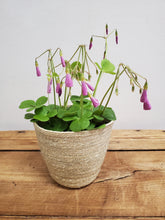 Load image into Gallery viewer, Oxalis bowiei - Amarantha, 13cm Pot
