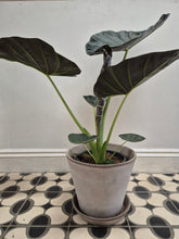 Load image into Gallery viewer, Alocasia Regal Shield - Elephant Ears, 19cm Pot
