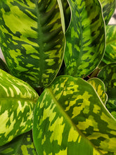 Load image into Gallery viewer, Homalomena Wallisii - Camouflage, 12cm Pot

