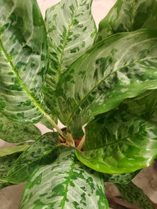 Aglaonema Peacock - Chinese Evergreen, 17cm Pot