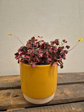 Load image into Gallery viewer, Oxalis vulcanicola roze - False Shamrock, 12cm Pot
