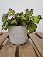 Load image into Gallery viewer, Begonia Rex - Jive, 12cm Pot
