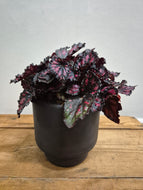 Begonia rex - Etna, 12cm Pot