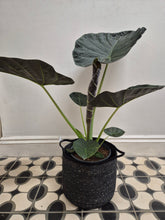 Load image into Gallery viewer, Alocasia Regal Shield - Elephant Ears, 19cm Pot
