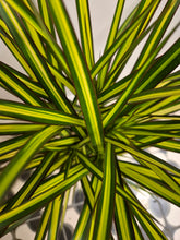 Load image into Gallery viewer, Dracaena Marginata Sunray - Dragon Tree, 17cm Pot
