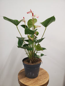 Anthurium - Hot Lips, 17cm Pot