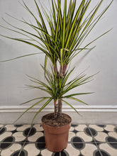 Load image into Gallery viewer, Dracaena Marginata Sunray - Dragon Tree, 17cm Pot
