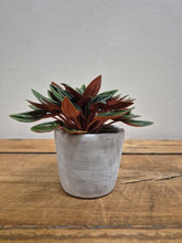 Load image into Gallery viewer, Peperomia Caperata - Rosso -  5.5cm Pot

