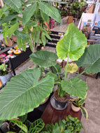 Alocasia odora - Giant Taro, 21cm Pot