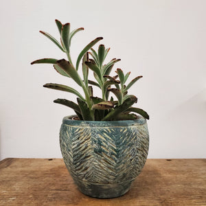 Cactus Planter