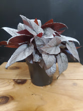Load image into Gallery viewer, Begonia Rex Silver - limbo, 8.5cm pot
