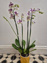 Load image into Gallery viewer, Phalaenopsis - Marrakesh, 12cm Pot
