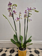 Phalaenopsis - Marrakesh, 12cm Pot