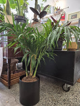 Load image into Gallery viewer, Chamaedorea cataractarum - Cascade palm, 19cm pot.
