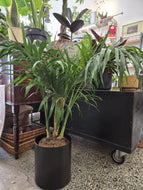 Chamaedorea cataractarum - Cascade palm, 19cm pot.