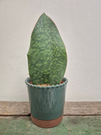 Sansevieria masoniana victoria - Whale Fin, 12cm Pot