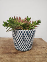 Load image into Gallery viewer, Crassula capitella - Red Pagoda, 13cm pot
